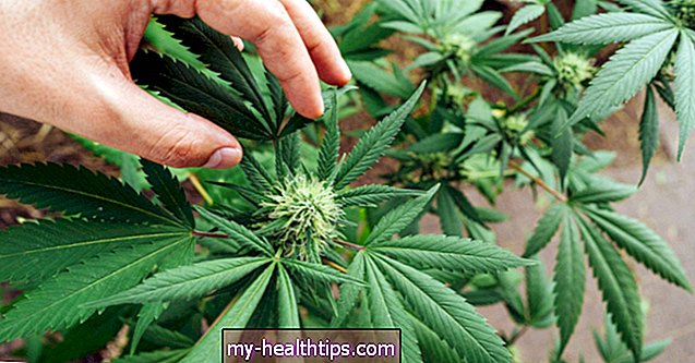 12 cepas de cannabis com alto teor de CBD para aliviar a ansiedade