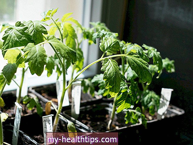 6 plantas comestibles nutritivas para cultivar en casa