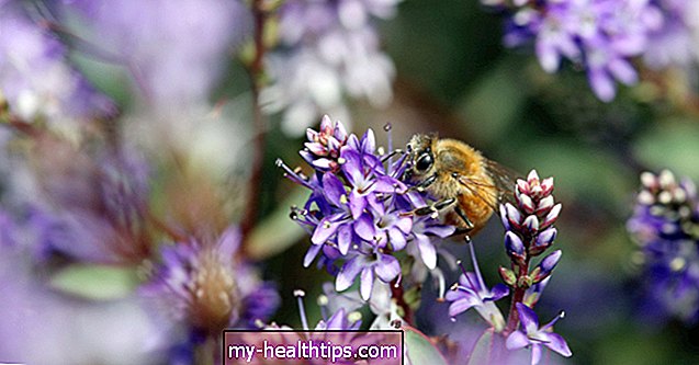 Све о пчелињем полену за алергије