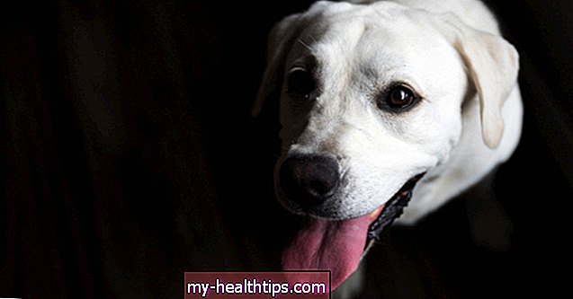 Да ли вам службени пас може помоћи у депресији?