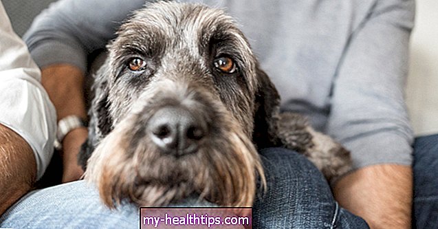 ¿Pueden los perros enfermarse de los humanos?