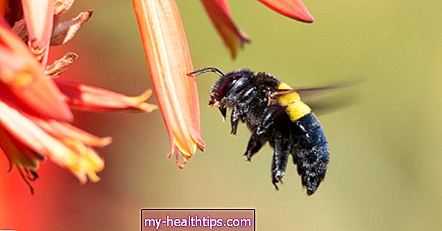 Picadura de abeja carpintera: cómo tratar y prevenir