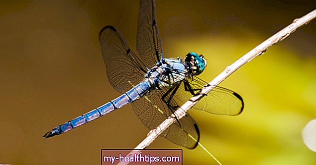 Bider eller stikker Dragonflies?