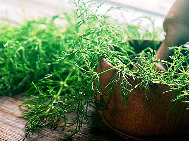 Herbs the Word: Giúp bàng quang hoạt động quá mức