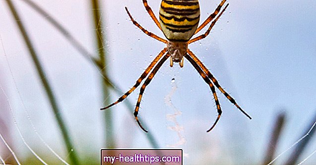 Kaip atpažinti ir gydyti vorų įkandimus