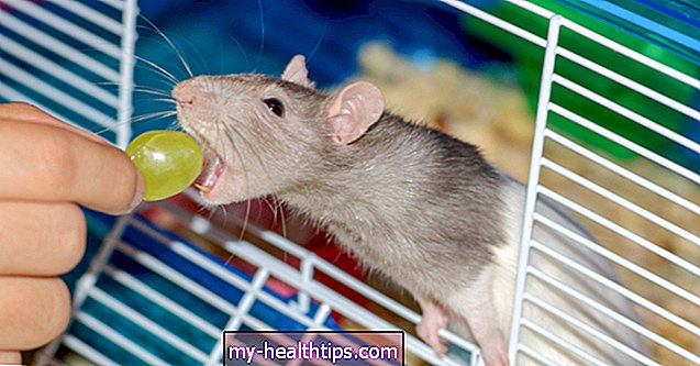 Santé - Premiers soins par morsure de rat
