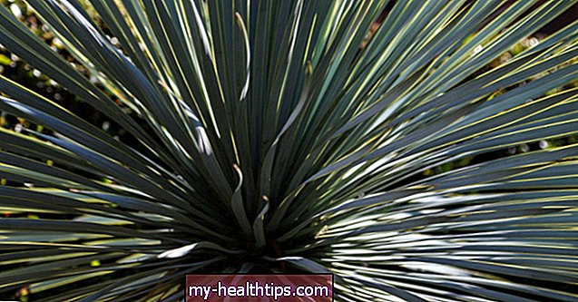 Yucca nauda sveikatai