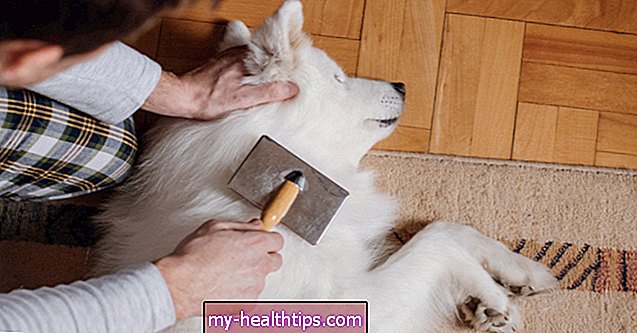 Consejos para vivir con mascotas cuando tiene asma grave