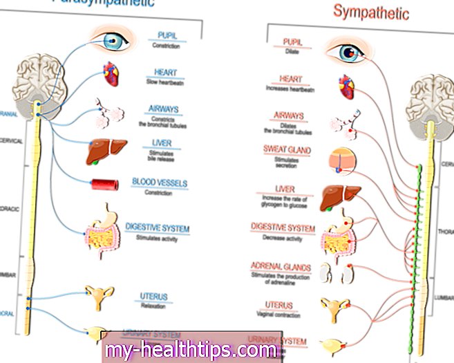 Explicación de su sistema nervioso parasimpático