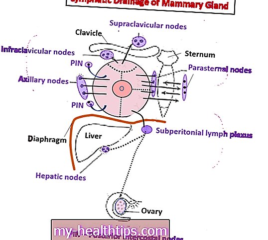 Glandes mammaires et lymphatiques