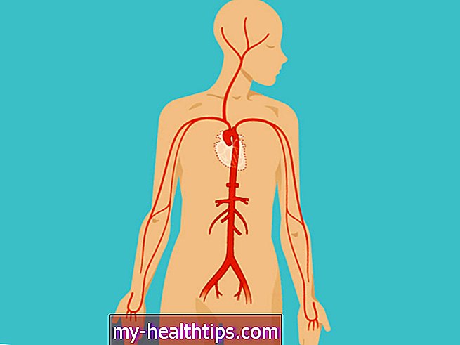 Órganos y músculos internos