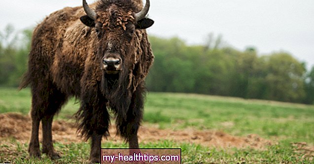 Vše, co potřebujete vědět o bizoním mase