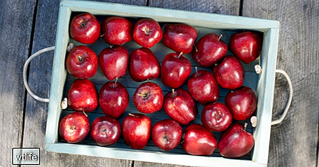 Äpfel 101: Nährwertangaben und gesundheitliche Vorteile