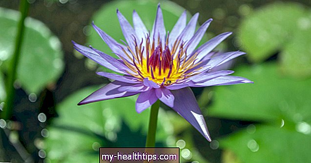 Fleur de lotus bleu: utilisations, avantages et sécurité