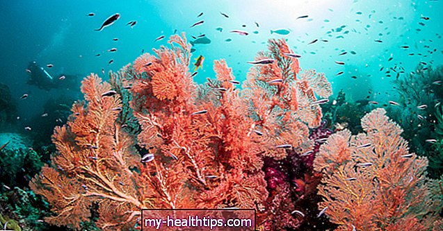 Koralni kalcij: prednosti, neželeni učinki in varnost