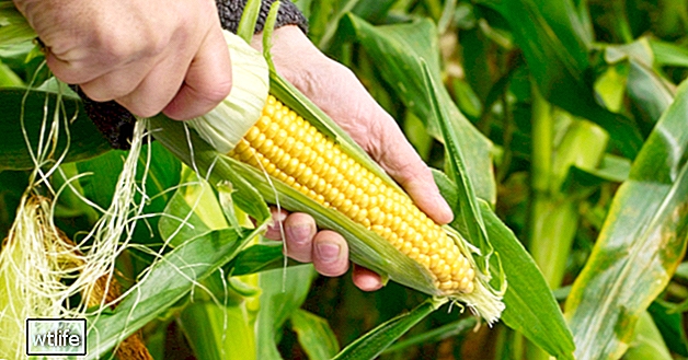 GMO: Hyödyt ja haitat, todisteiden tukema