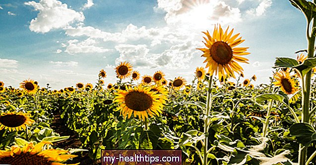 Är solrosolja hälsosam?