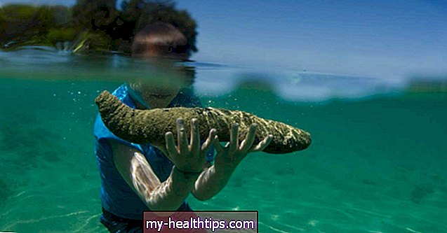Морски краставац: необична храна са здравственим предностима