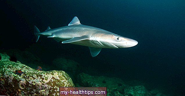 Уље јетре ајкуле: благодати, употреба и нежељени ефекти