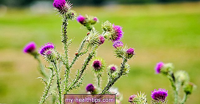 Cele mai bune 10 plante medicinale pentru sănătatea ficatului: beneficii și precauții