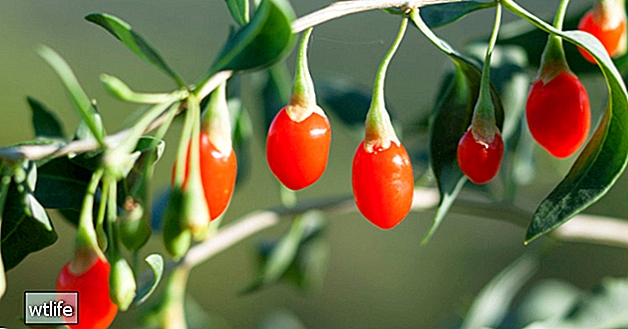Ce sunt fructele de padure Goji? Acest fruct roșu unic, explicat