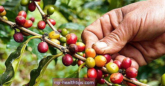 Was ist Kaffeefrucht? Kaffee Beeren erklärt