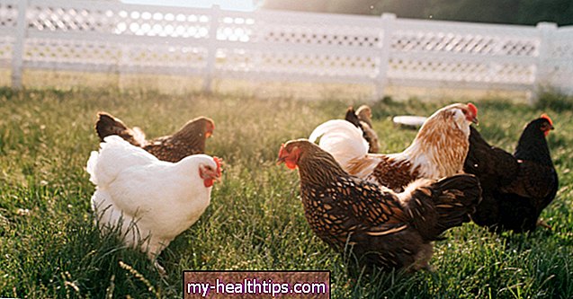 Vad är frittgående kyckling?