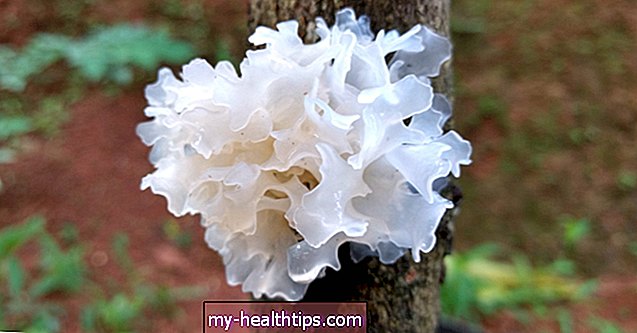 Hvid svamp: fordele, anvendelser og hvad man skal vide